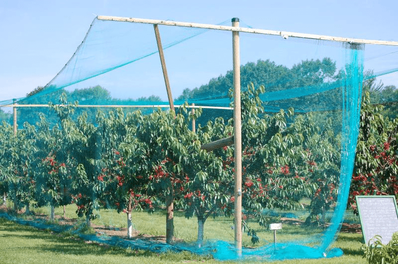 Apple-Agriculture Nets-Bonafide Group