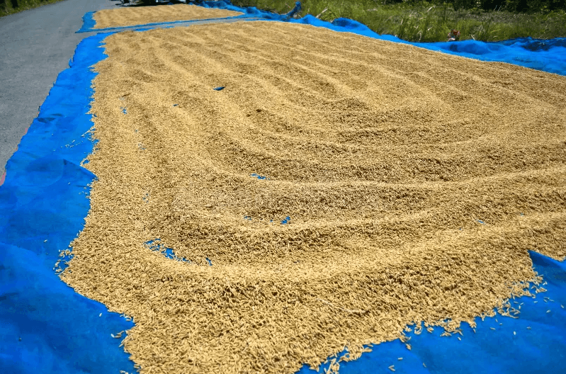 bullet-train-Drying-Bonafide Group