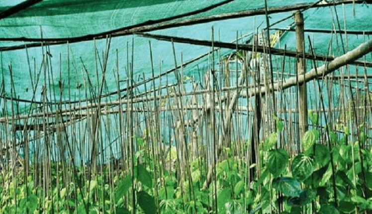 lion-filter-net-bonafide group-Used for roofing betel leaf gardens.
