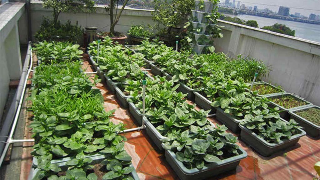 katla-fish-fencing-vegetable-garden-bonafide group