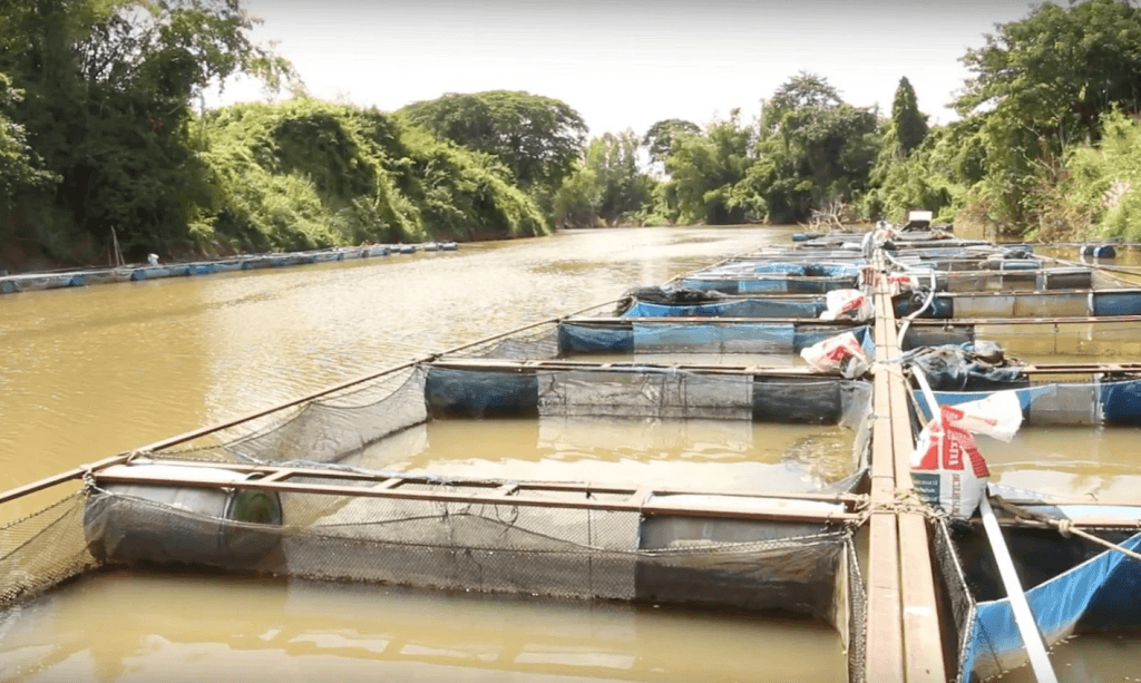 lion-filter-net-farming-bonafide group