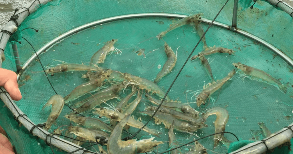 krishoker-bondhu-nets-threshing-surface-Specially used as fencing for shrimp farming enclosures-bonafide group