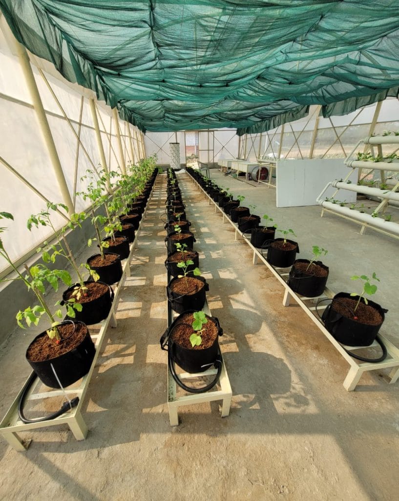 palm-tree-net-Bonafide group