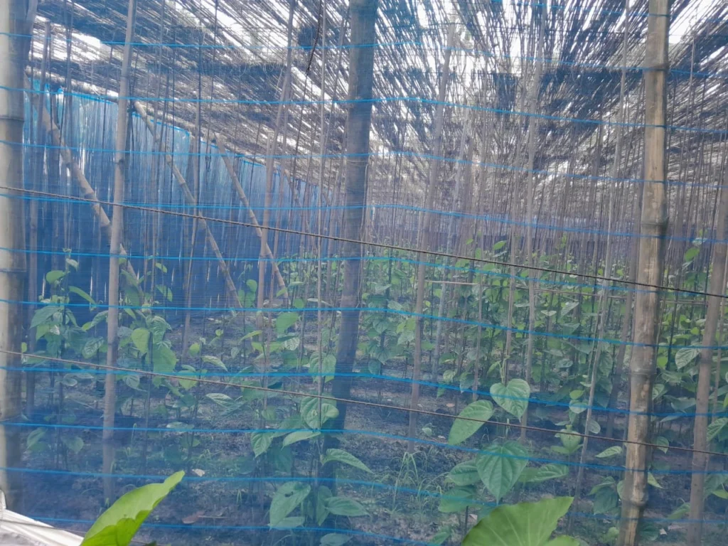 mercedes-jute-net-Bonafide group