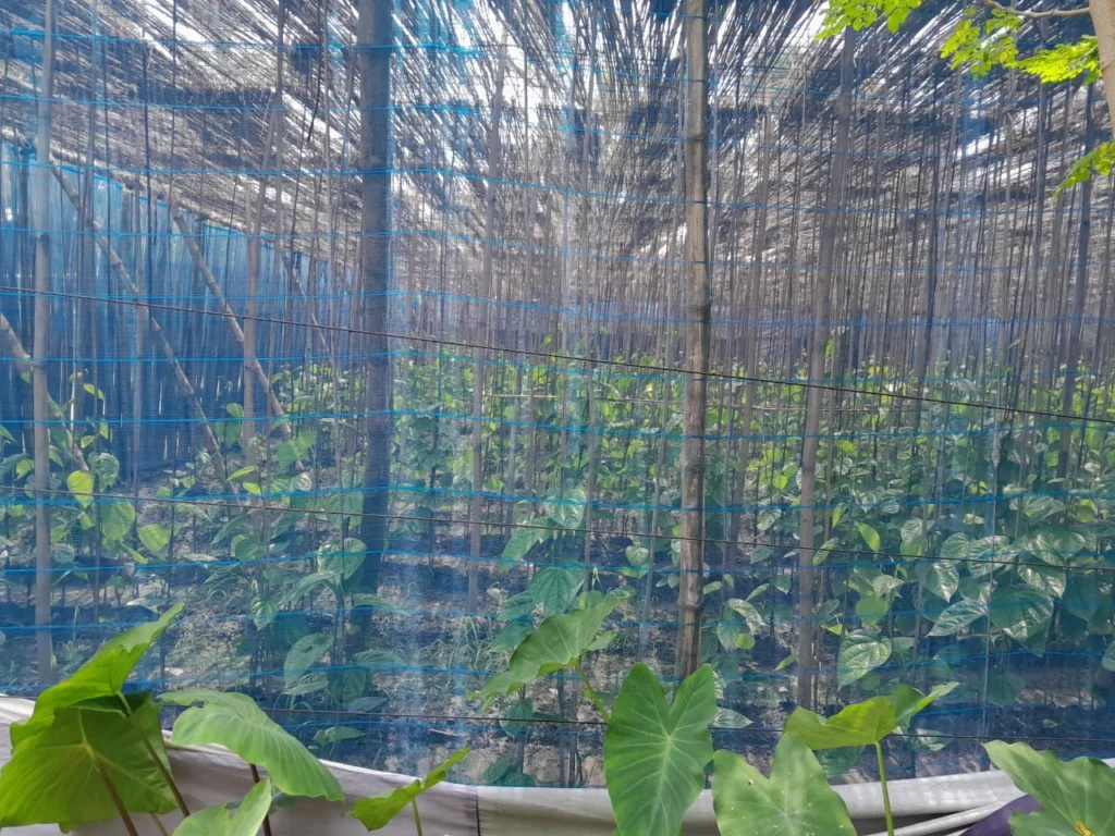 helicopter-net-bonafide group