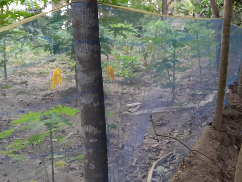 mercedes-jute-net-Bonafide group