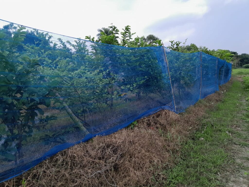 mercedes-jute-net-Bonafide group